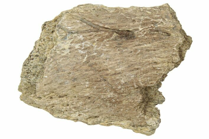 Dinosaur (Triceratops) Frill Shield Section - Montana #330143